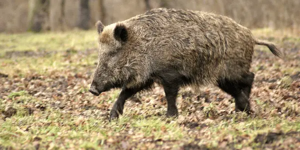 How to Hunt Hogs During the Day| 11 tested Hog Hunting Tips for Beginners